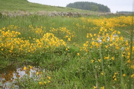 Landscape view of the well with wildflowers.